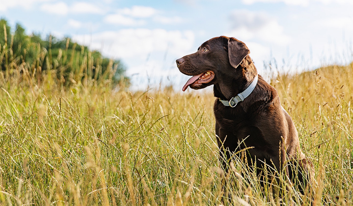 Most popular dog breeds in the UK